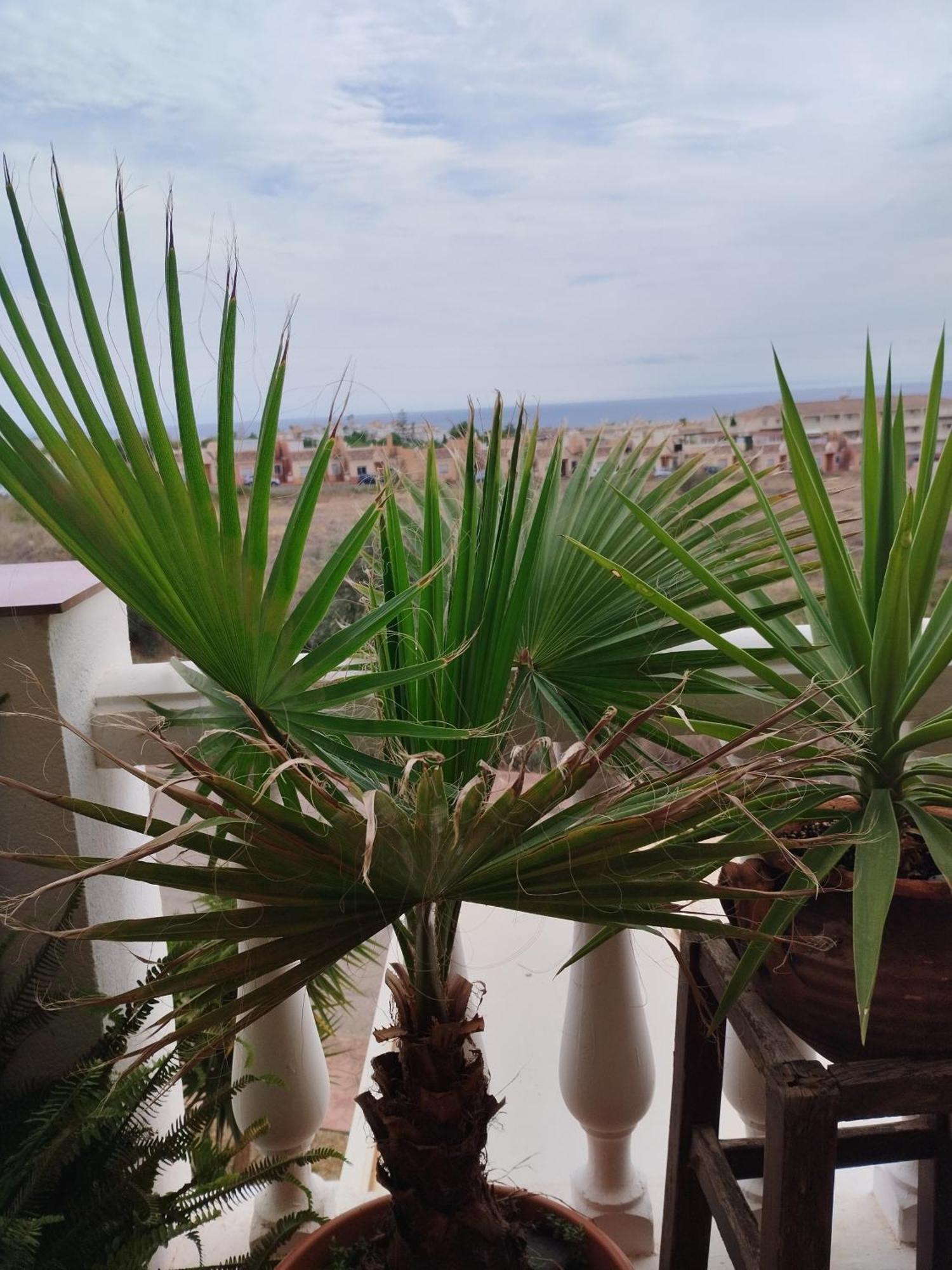 Casa Carino Apartman Torrox Kültér fotó
